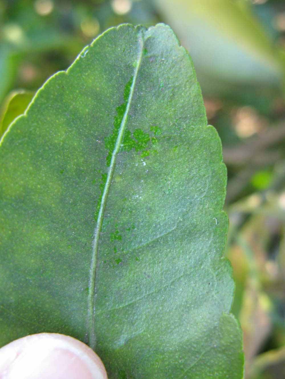              Margin (Winter Haven, FL)       